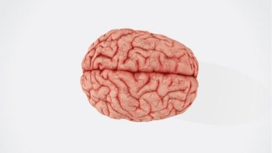 procedural memory 